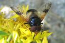 Volucella_pellucens_ampiaisvieras_IMG_4991.jpg