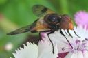 Volucella_pellucens_ampiaisvieras_IMG_5228.jpg