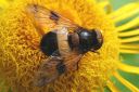 Volucella_pellucens_ampiaisvieras_IMG_7289.jpg