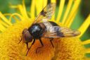 Volucella_pellucens_ampiaisvieras_IMG_7297.jpg