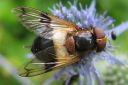 Volucella_pellucens_ampiaisvieras_IMG_9518.jpg