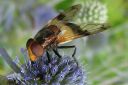 Volucella_pellucens_ampiaisvieras_IMG_9519.jpg