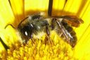 Megachile_sp__verhoilijamehilainen_01_IMG_4436.jpg