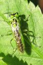 Rhogogaster_chlorosoma_lehtipistianen_01_IMG_1625.jpg