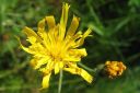 Keltano_Hieracium_umbellatum_IMG_1368.jpg