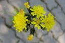 Keltano_Hieracium_umbellatum_IMG_3895.jpg