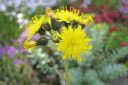 Keltano_Hieracium_umbellatum_IMG_3896.jpg