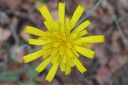 Keltano_Hieracium_umbellatum_IMG_5163.jpg