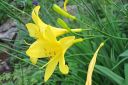 Keltapaivanlilja2C_Hemerocallis_lilio-asphodelus_IMG_0244.jpg