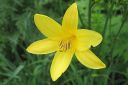 Keltapaivanlilja2C_Hemerocallis_lilio-asphodelus_IMG_0743.jpg