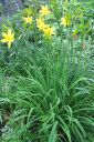 Tiedostonimi=Keltapaivanlilja2C_Hemerocallis_lilio-asphodelus_IMG_1237.jpg
Tiedostokoko=101kt
Koko=400x600
Lisätty=11.03.2011 Keltapaivanlilja2C_Hemerocallis_lilio-asphodelus_IMG_1237.jpg