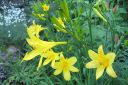 Keltapaivanlilja2C_Hemerocallis_lilio-asphodelus_IMG_1244.jpg