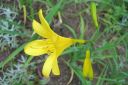 Keltapaivanlilja2C_Hemerocallis_lilio-asphodelus_IMG_1798.jpg