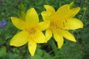 Keltapaivanlilja2C_Hemerocallis_lilio-asphodelus_IMG_6432.jpg