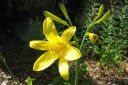 Keltapaivanlilja2C_Hemerocallis_lilio-asphodelus_IMG_6683.jpg