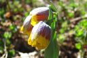 Keltareunapikarililja2C_Fritillaria_Michailowski_IMG_0957.jpg