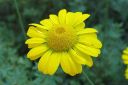 Keltasauramo2C_Anthemis_tinctoria_IMG_0003.jpg