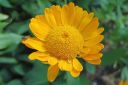 Keltasauramo2C_Anthemis_tinctoria_IMG_4704.jpg