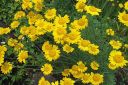 Keltasauramo2C_Anthemis_tinctoria_IMG_6493.jpg