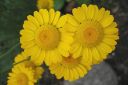 Keltasauramo2C_Anthemis_tinctoria_IMG_6538.jpg