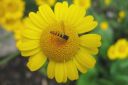 Keltasauramo2C_Anthemis_tinctoria_IMG_7389.jpg