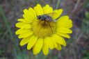 Keltasauramo2C_Anthemis_tinctoria_IMG_7447.jpg