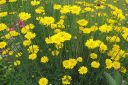 Keltasauramo2C_Anthemis_tinctoria_IMG_8376.jpg