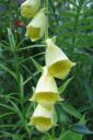 Keltasormustinkukka2C_Digitalis_grandiflora_IMG_4919.jpg