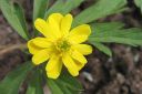 Keltavuokko2C_Anemone_ranunculoides_IMG_6205.jpg