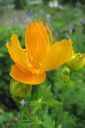 Kesakullero2C_Trollius_chinensis_IMG_3206.jpg