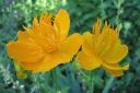 Kesakullero2C_Trollius_chinensis_IMG_3873.jpg