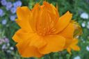 Tiedostonimi=Kesakullero2C_Trollius_chinensis_IMG_5251.jpg
Tiedostokoko=35kt
Koko=600x400
Lisätty=11.03.2011 Kesakullero2C_Trollius_chinensis_IMG_5251.jpg