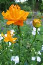 Kesakullero2C_Trollius_chinensis_IMG_5252.jpg