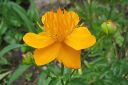 Kesakullero2C_Trollius_chinensis_IMG_7300.jpg