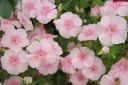 Kesaleimu2C_Phlox_drummondii_IMG_0773.jpg