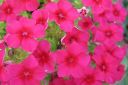 Kesaleimu2C_Phlox_drummondii_IMG_0774.jpg