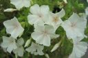 Kesaleimu2C_Phlox_drummondii_IMG_0775.jpg