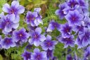 Kesaleimu2C_Phlox_drummondii_IMG_0779.jpg