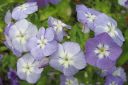 Kesaleimu2C_Phlox_drummondii_IMG_0781.jpg