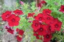 Kesaleimu2C_Phlox_drummondii_IMG_0782.jpg