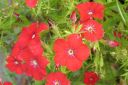 Kesaleimu2C_Phlox_drummondii_IMG_0783.jpg