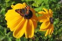 Kesapaivanhattu_Rudbeckia_sp_IMG_0439.jpg