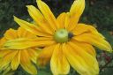 Kesapaivanhattu_Rudbeckia_sp_IMG_1132.jpg