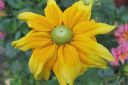 Kesapaivanhattu_Rudbeckia_sp_IMG_1173.jpg