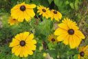 Kesapaivanhattu_Rudbeckia_sp_IMG_3622.jpg