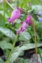 Kesapikkusydan2C_Dicentra_formosa_IMG_2046.jpg