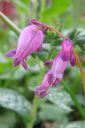 Kesapikkusydan2C_Dicentra_formosa_IMG_2047.jpg