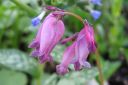 Kesapikkusydan2C_Dicentra_formosa_IMG_2048.jpg