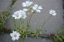 Tiedostonimi=Ketoharkki2C_Cerastium_arvense_IMG_2461.jpg
Tiedostokoko=50kt
Koko=600x400
Lisätty=11.03.2011 Ketoharkki2C_Cerastium_arvense_IMG_2461.jpg