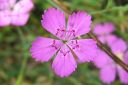 Ketoneilikka2C_Dianthus_deltoides_IMG_0323.jpg